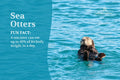 Postcard: Sea Otter