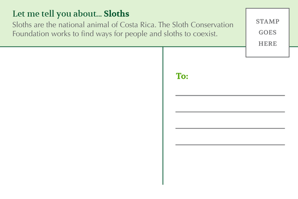 Sloth Postcard