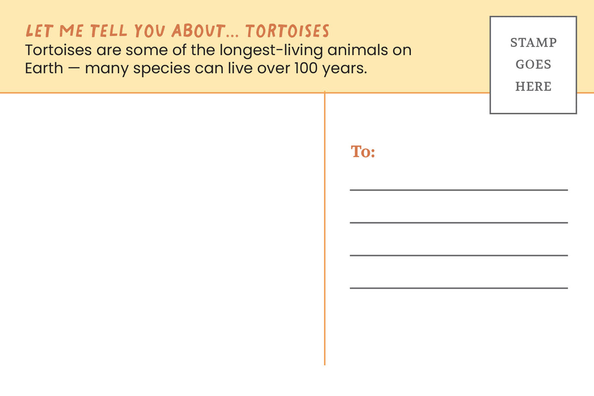 Postcard: Tortoise