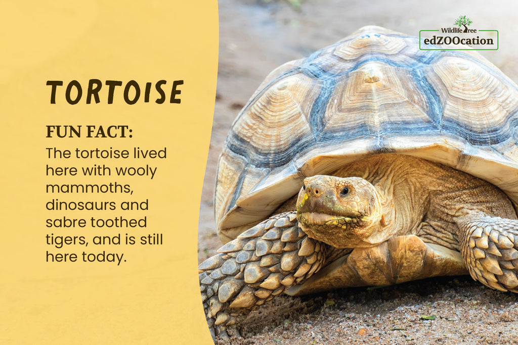 Postcard: Tortoise