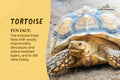 Postcard: Tortoise