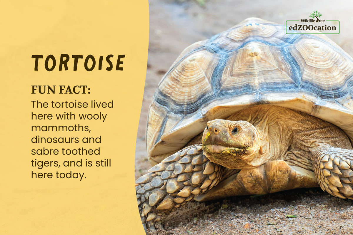 Postcard: Tortoise