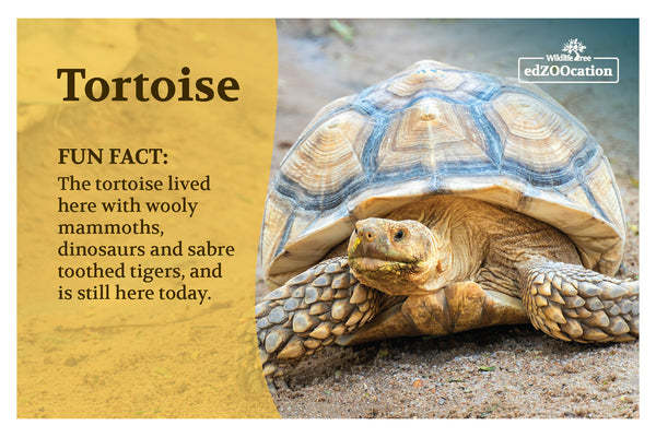 Desert Tortoise Postcard