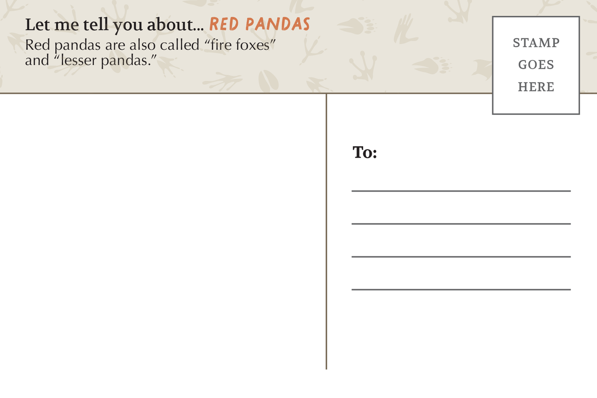 Postcard: Red Panda
