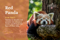 Postcard: Red Panda