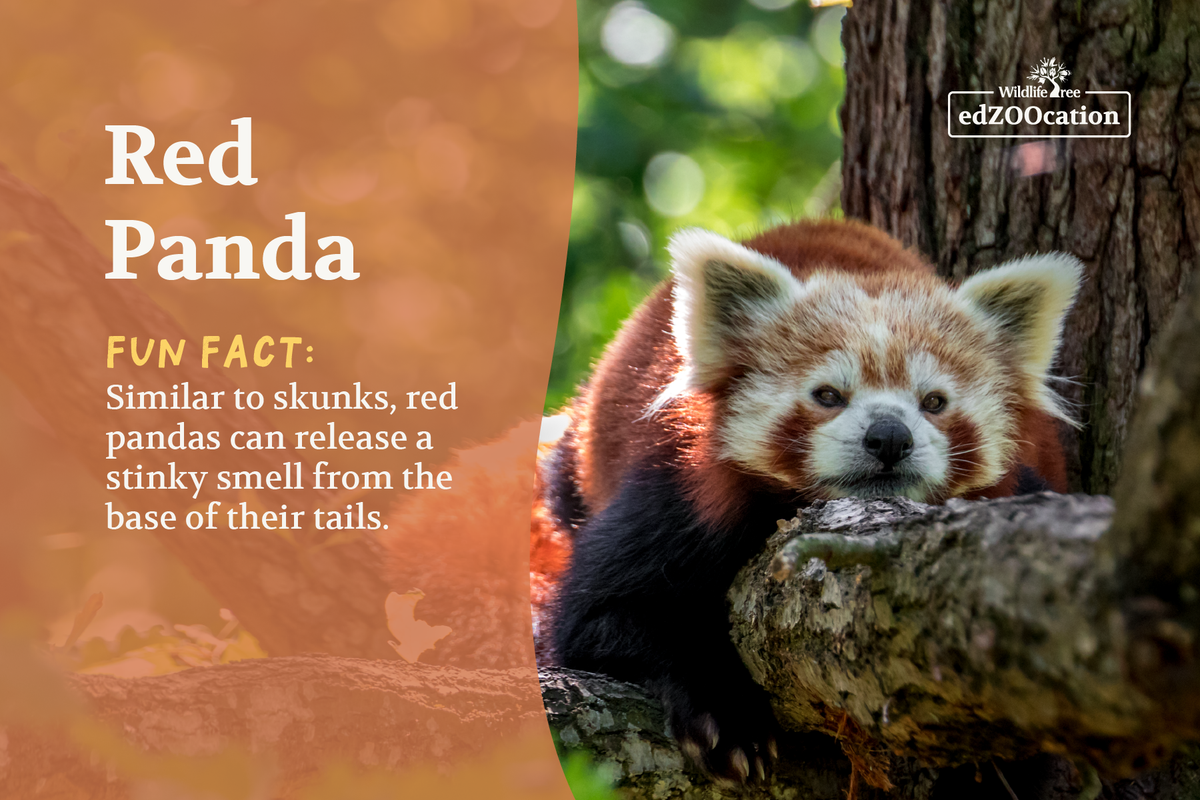 Postcard: Red Panda