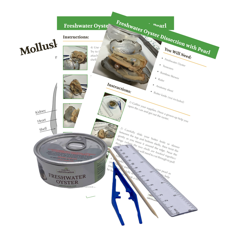 Craft Kit: Mollusk with Pearl Dissection Set