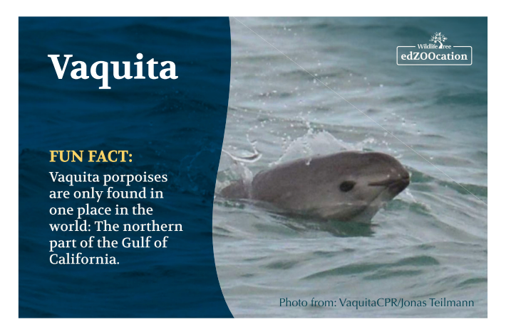 Postcard: Vaquita Porpoise
