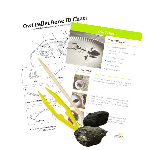 Craft Kit: Owl Pellet Dissection with Bone ID Chart - Science Exploration Set for Kids
