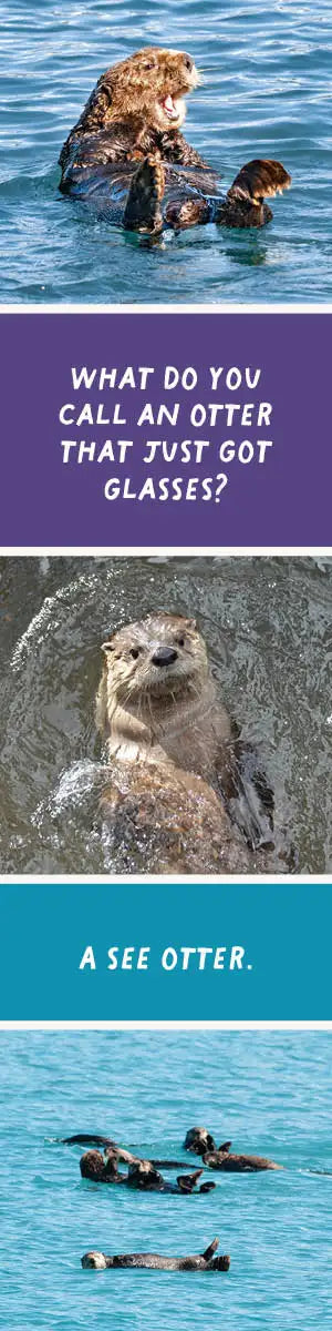 Sea Otter Animal Bookmark