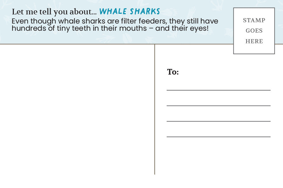 Postcard: Whale Shark