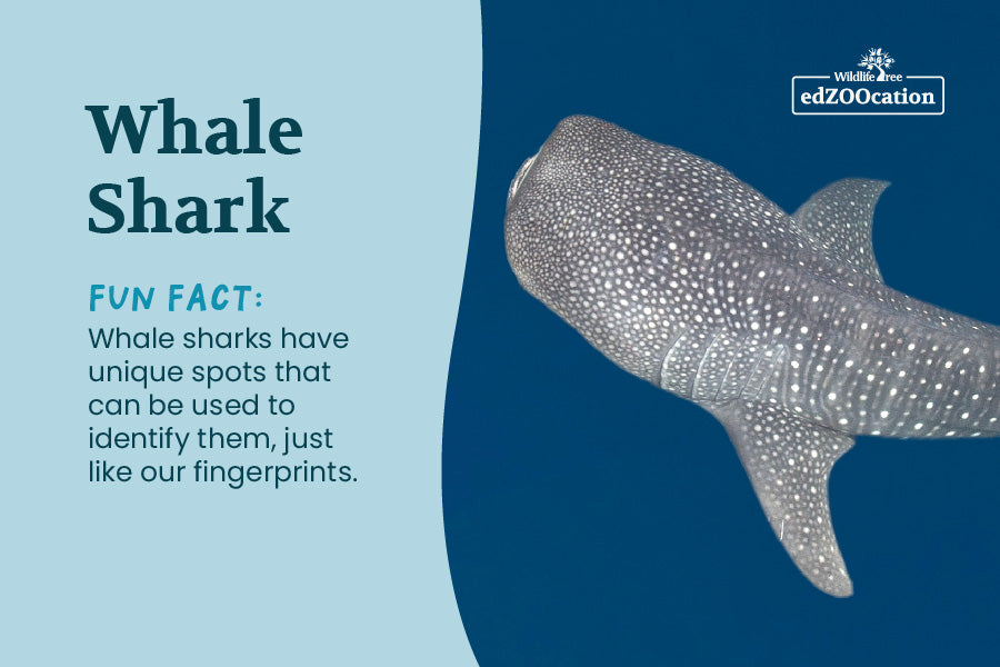Postcard: Whale Shark