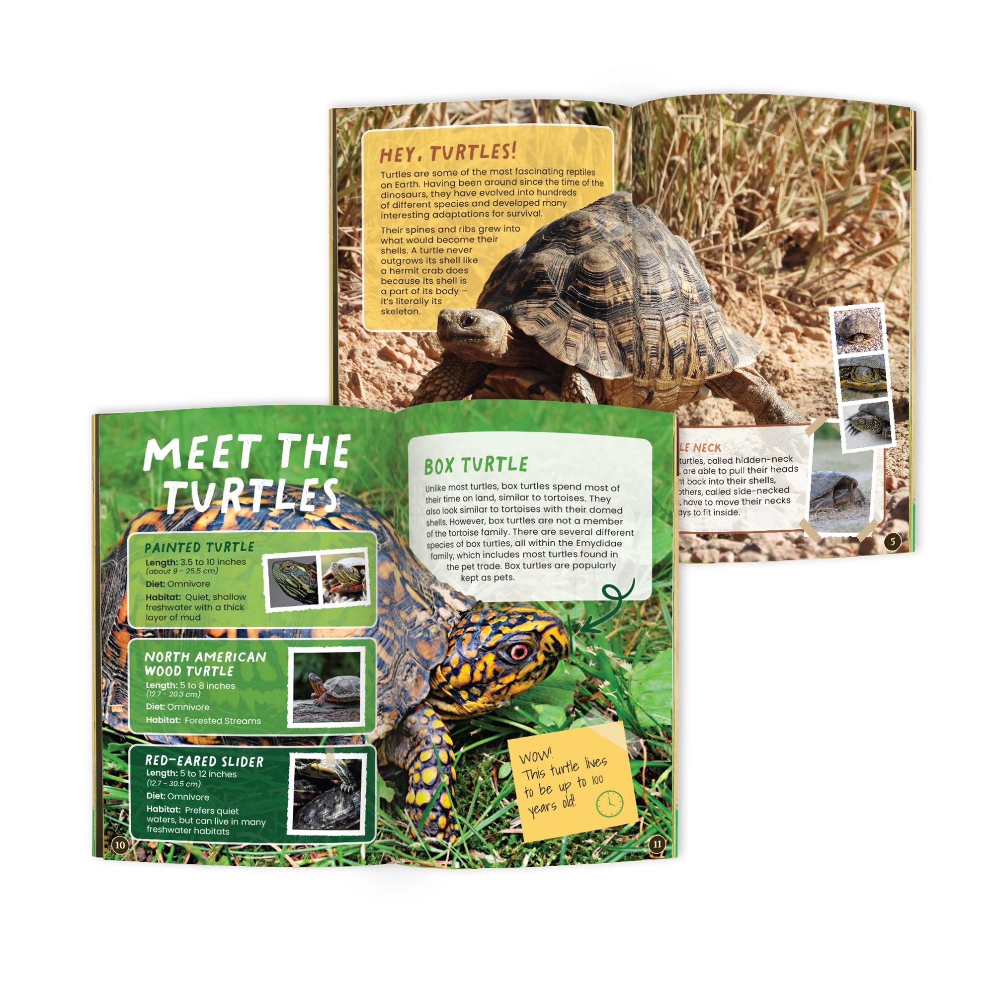 Tortoise Conservationist Box (Age 9-12)