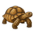 Brown turtle illustration on a white background
