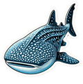 Decal Sticker: Whale Shark