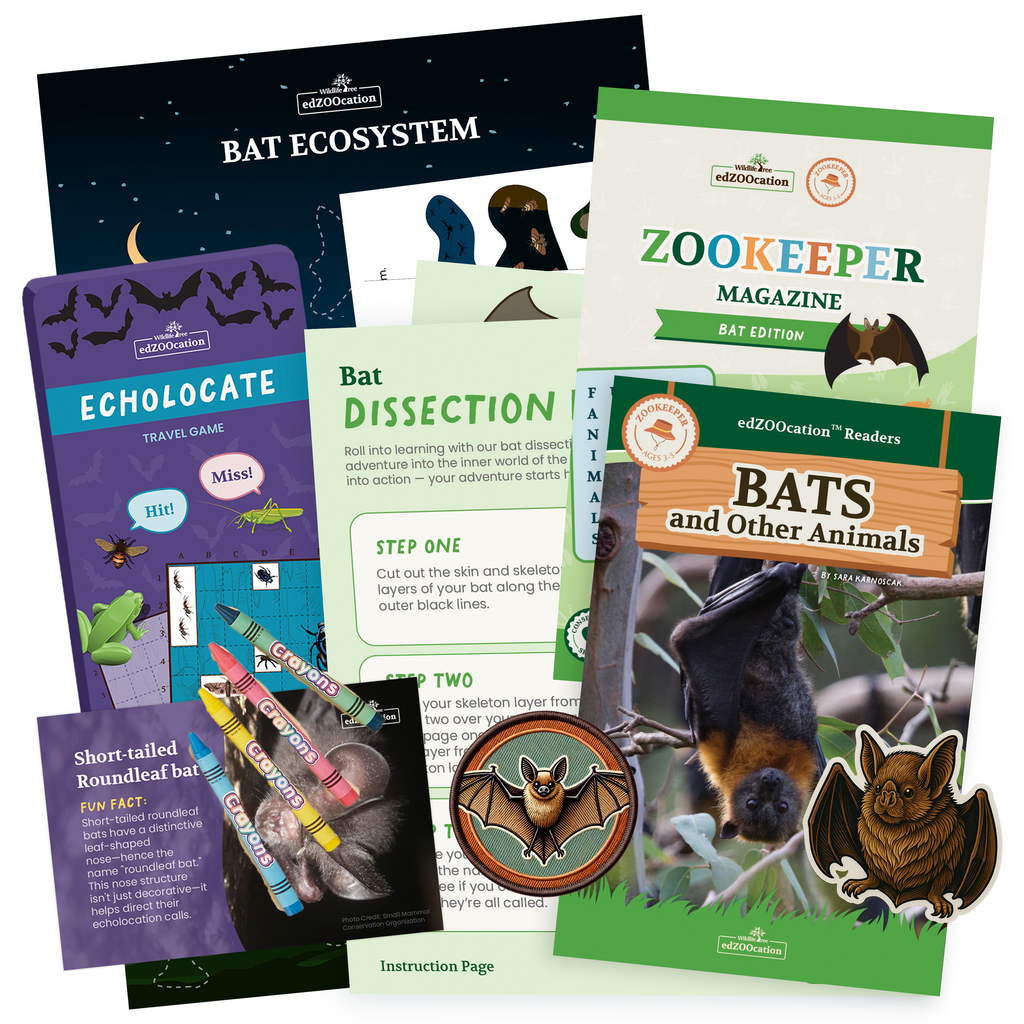 Educational materials about bats including books, games, and magazines on a white background.