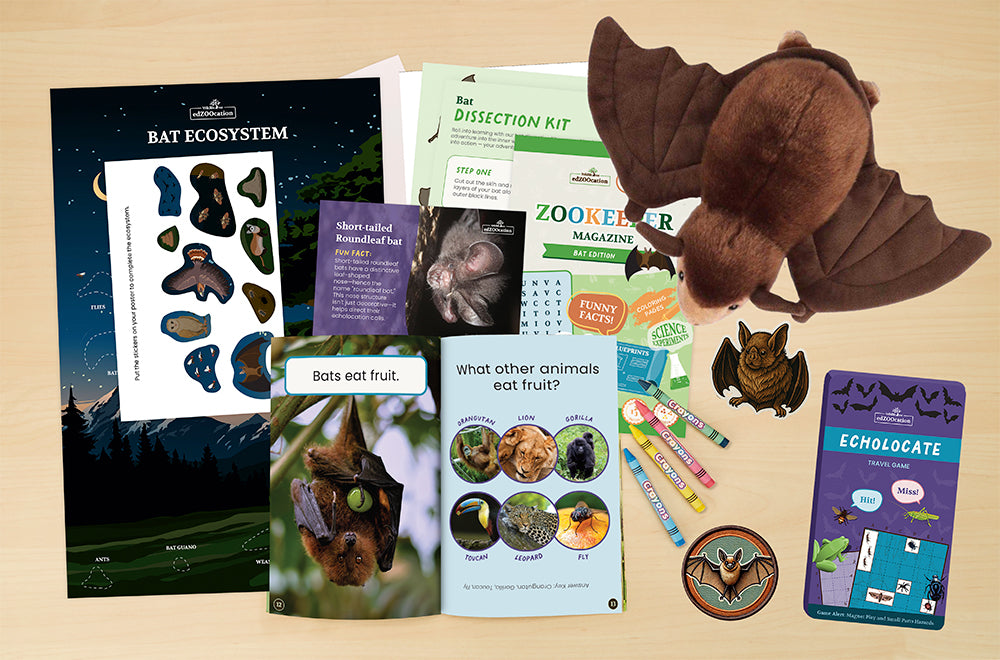 Educational materials about bats including books, a plush toy, and stationery on a wooden surface.