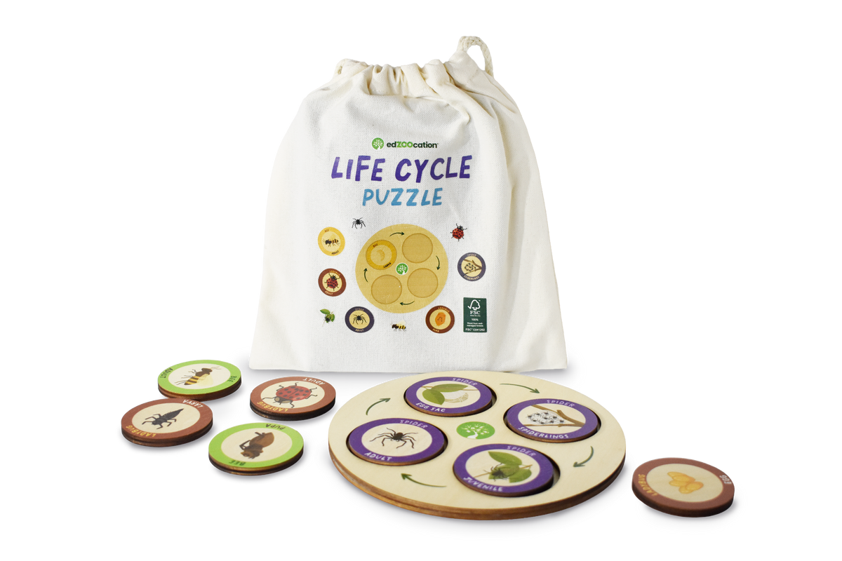 Spider life cycle wooden puzzle set with a cloth bag and wooden stage pieces