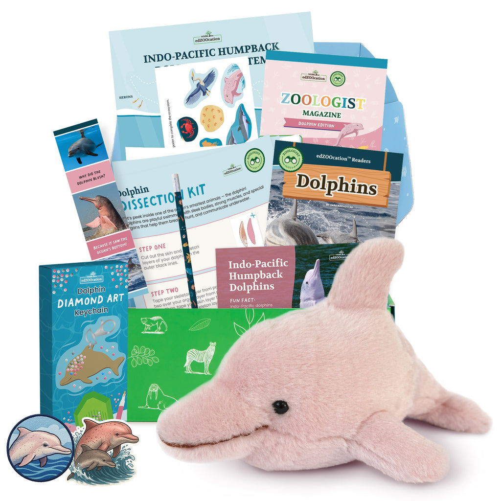 Dolphin Zoologist Box (Ages 6-8)