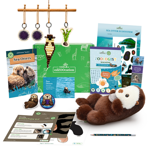Educational materials and toys related to sea otters on a white background