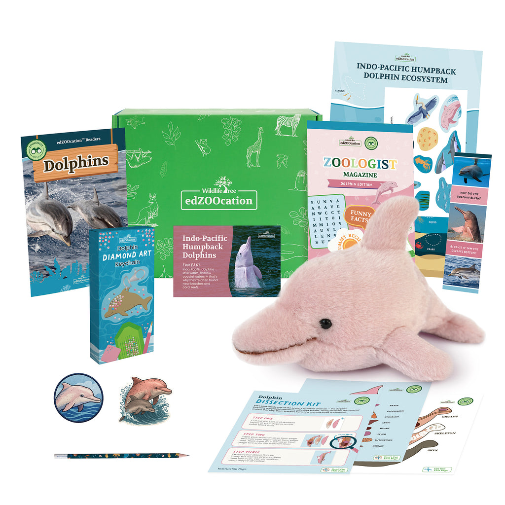 Dolphin Zoologist Box (Ages 6-8)
