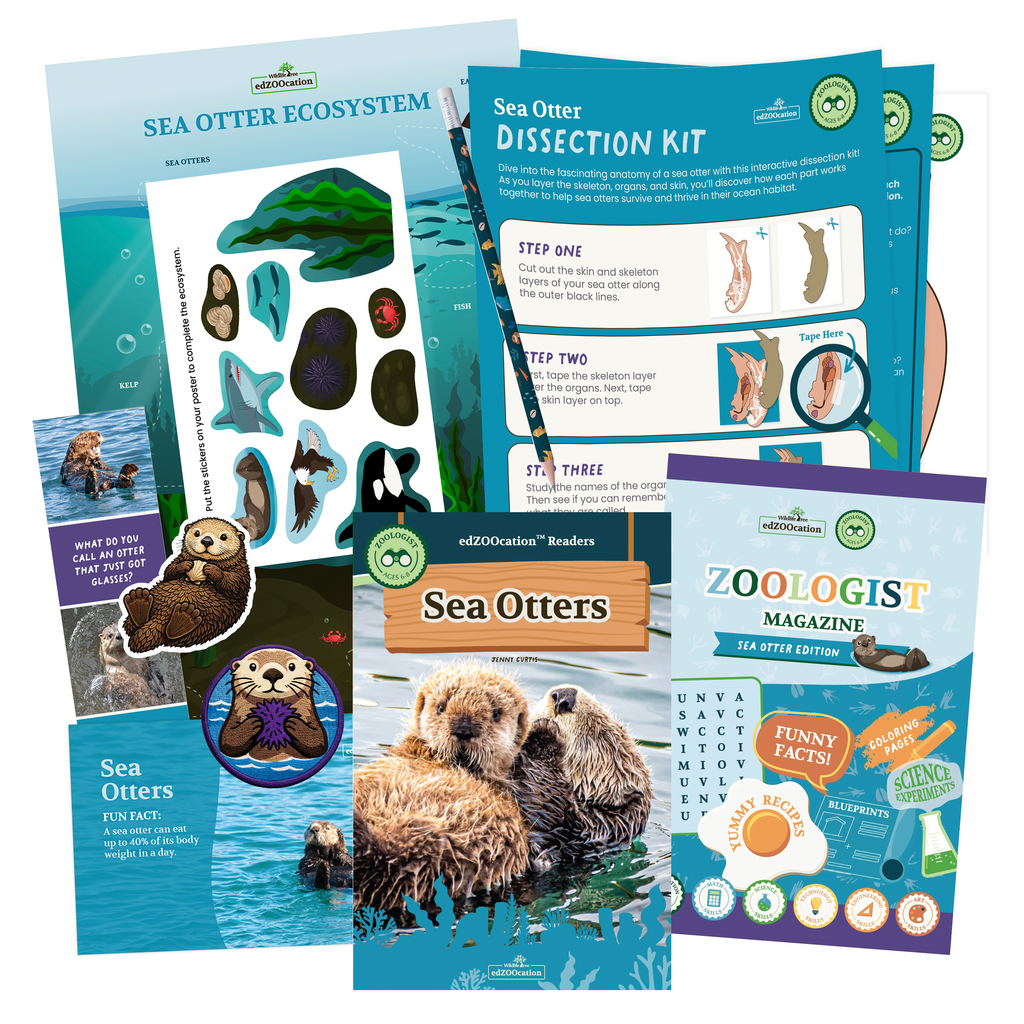 Educational materials about sea otters including a dissection kit, magazine, and posters.