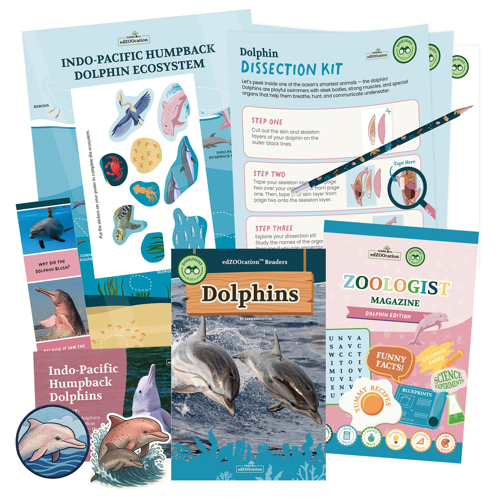 Dolphin Zoologist Box (Ages 6-8)