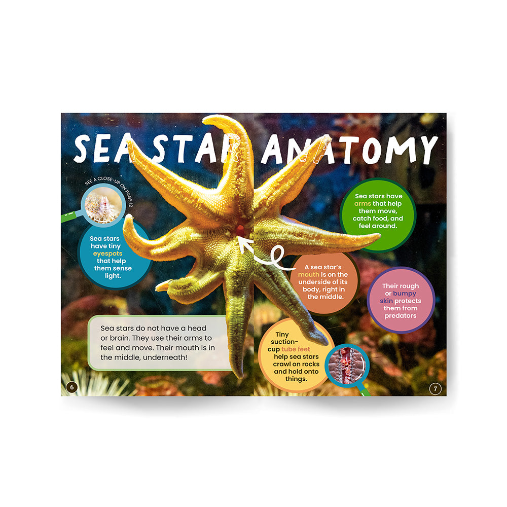 Sea Stars edZOOcation Zoologist Book - Paperback