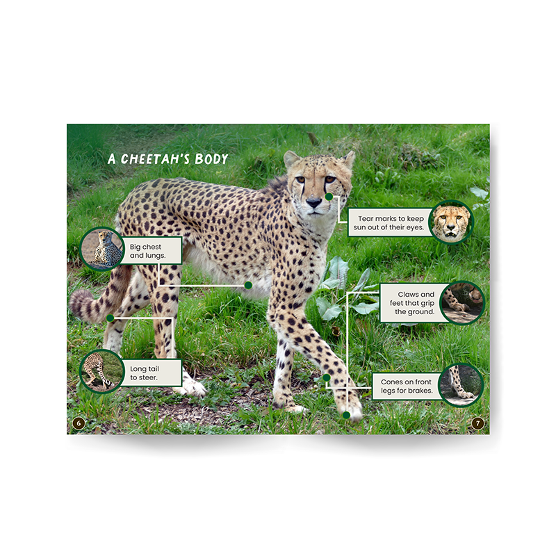 Cheetahs edZOOcation Zookeeper Book - Paperback