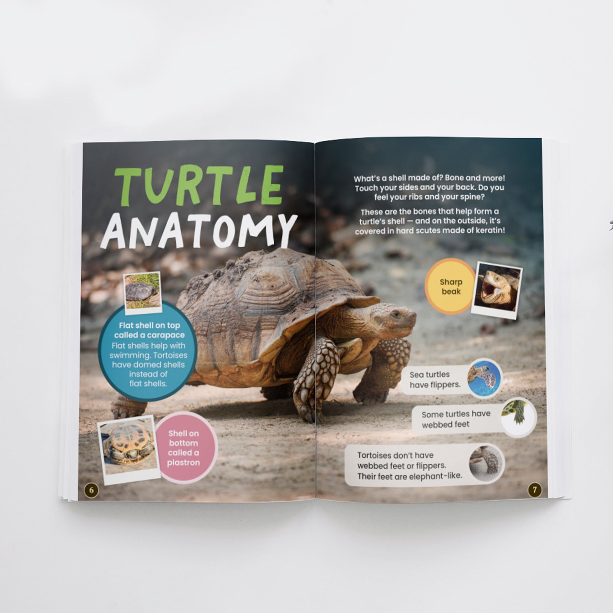 Turtles edZOOcation Zoologist Book - Paperback