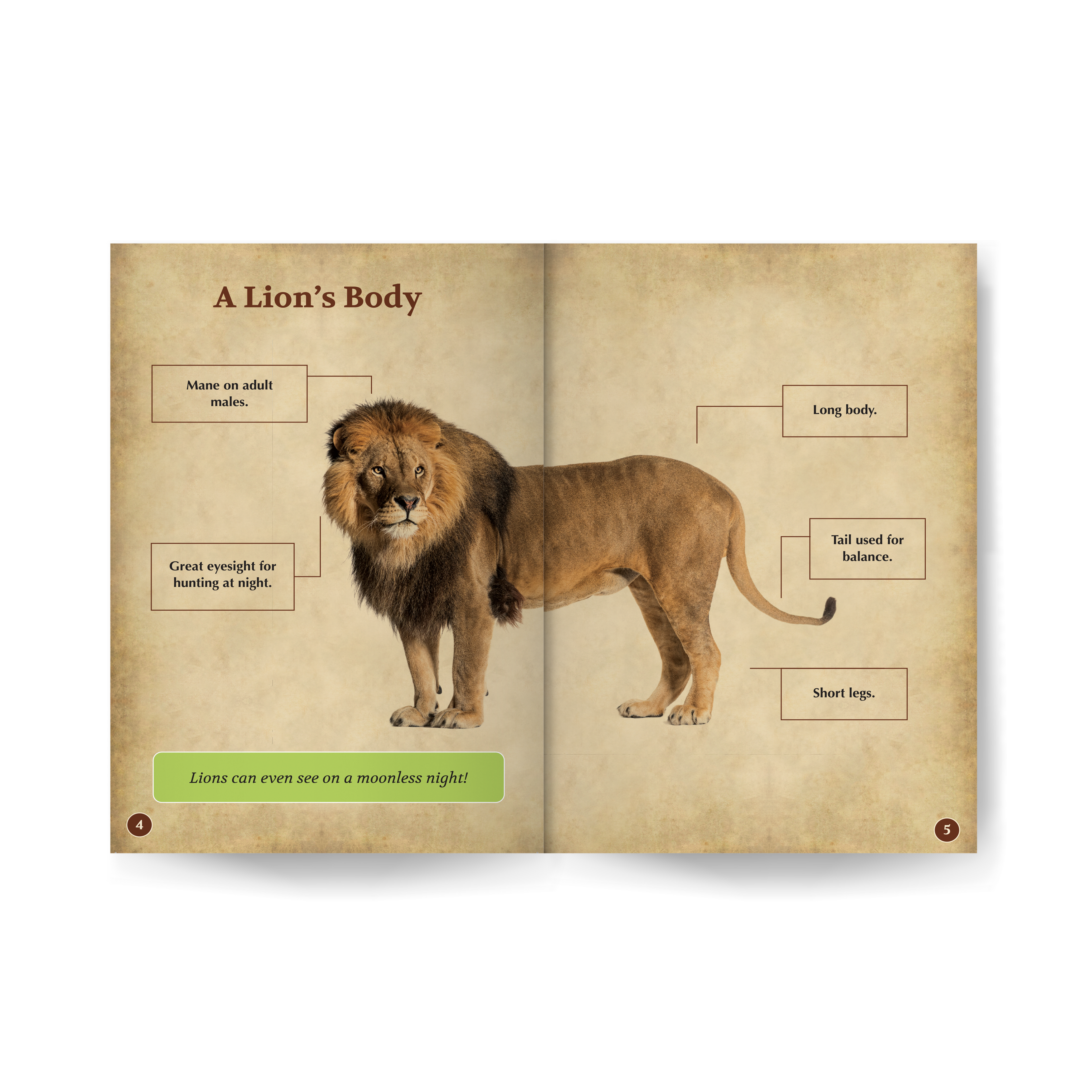 Lions edZOOcation Zoologist Book - Paperback