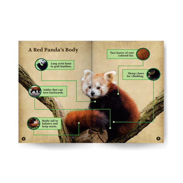 Red Pandas Wildlife Tree edZOOcation™ Readers Book (Level 2) - Paperback