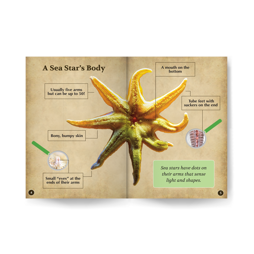 Sea Stars Wildlife Tree edZOOcation™ Readers Book (Level 1) - Paperback