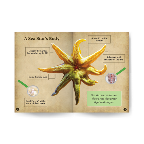 Sea Stars Wildlife Tree edZOOcation™ Readers Book (Level 1) - Paperback