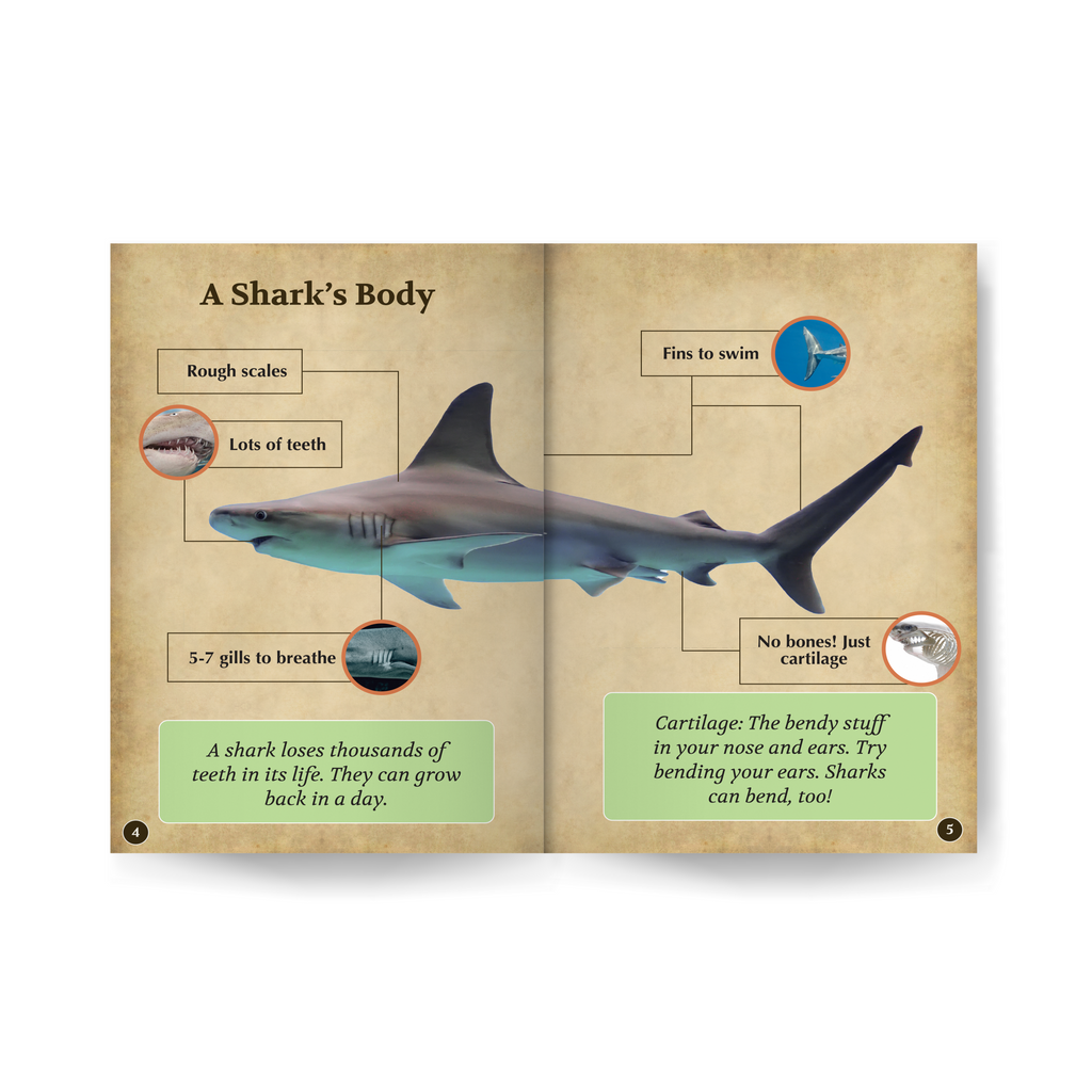 Sharks Wildlife Tree edZOOcation™ Readers Book (Level 1) - Paperback