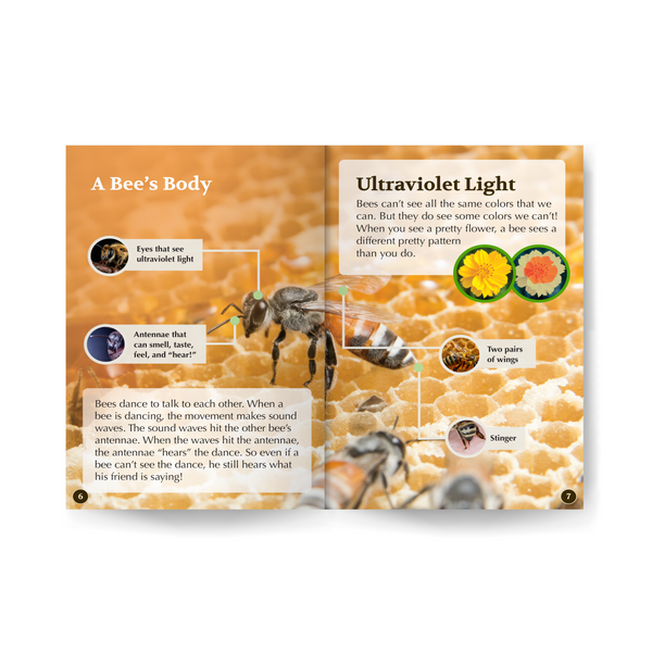 Bees edZOOcation Zoologist Book - Paperback