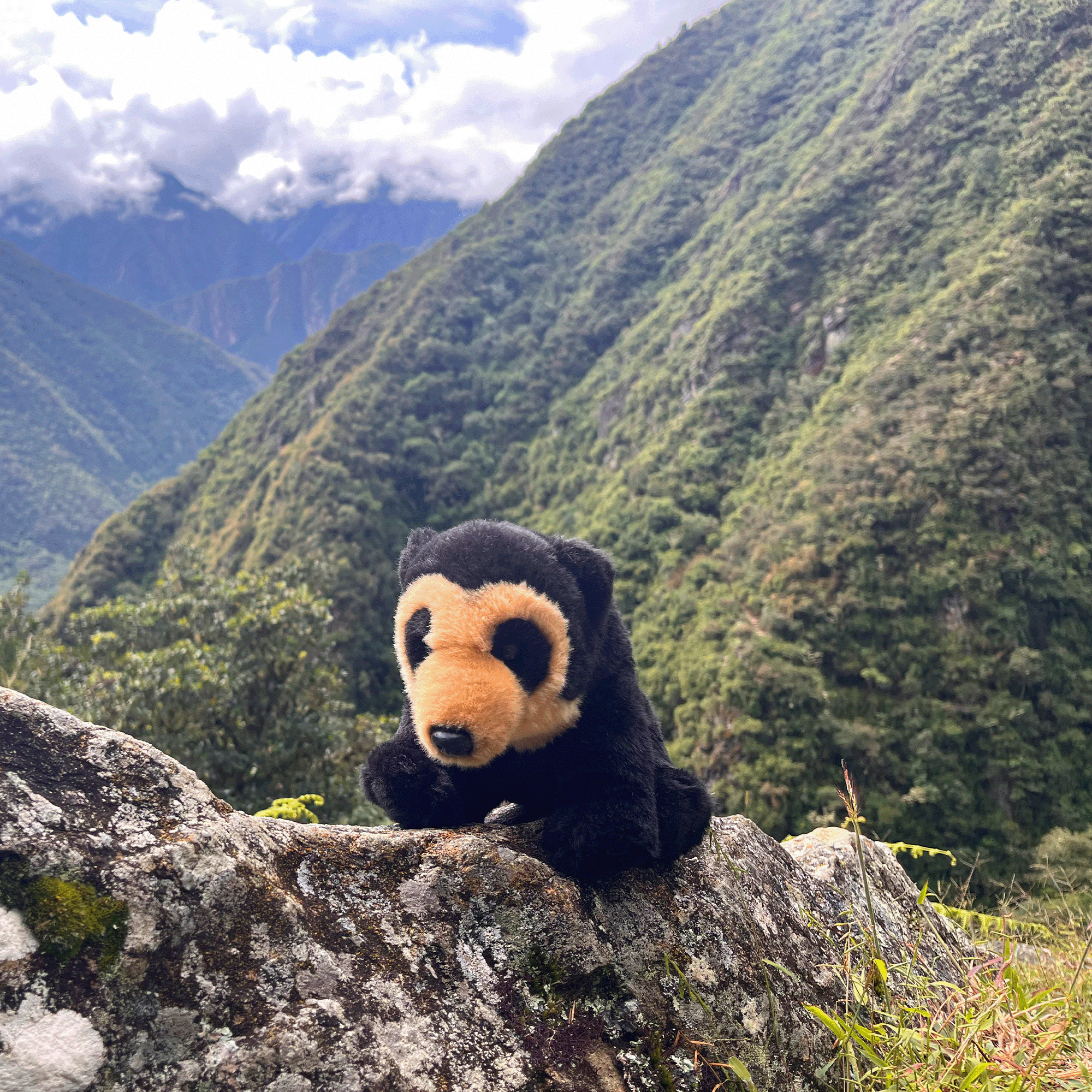 Andean Bear Stuffed Animal on a rock with mountains as a background