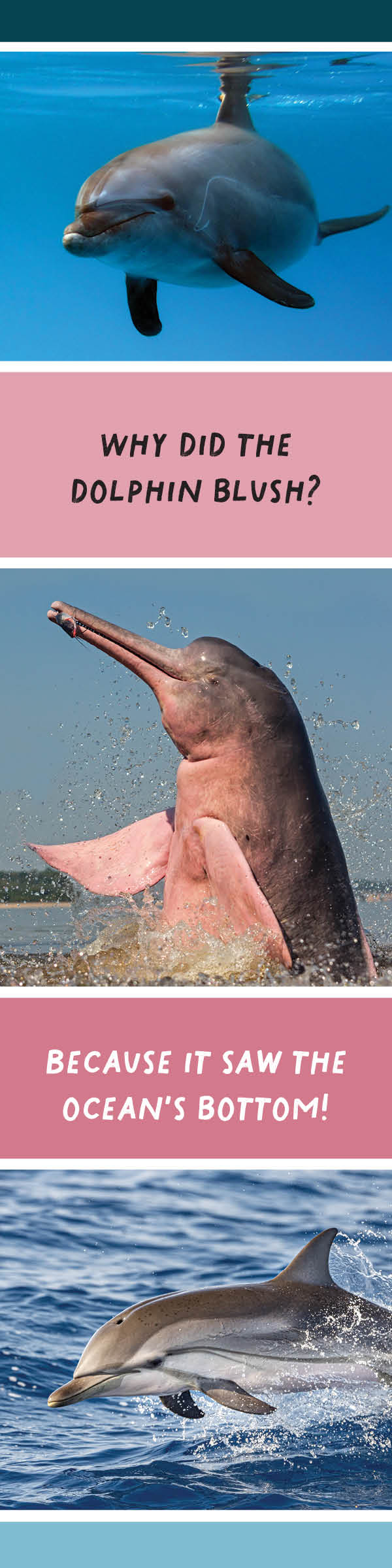 Cartoon dolphin with a blush and text about seeing the ocean's bottom, surrounded by real dolphins in water.