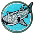 Whale shark patch on a blue background