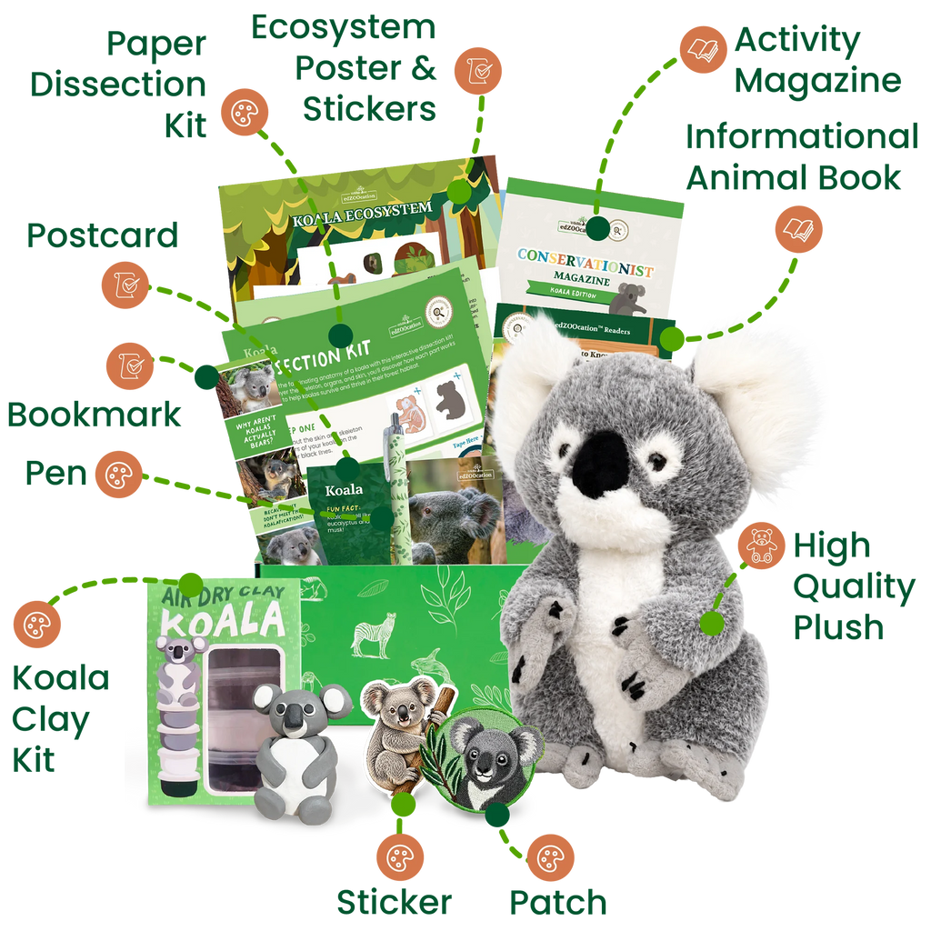 Koala Conservationist Box (Age 9-12)