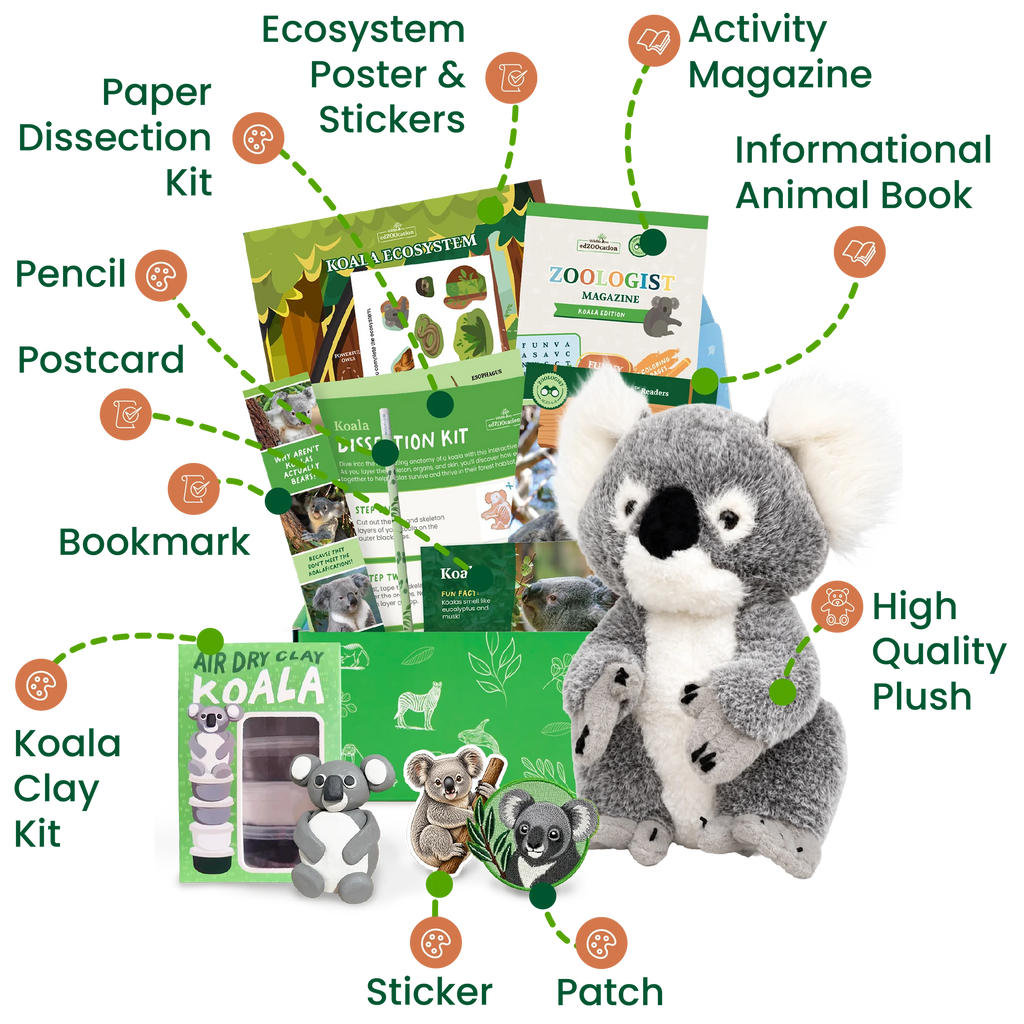 Koala Zoologist Box (Ages 6-8)