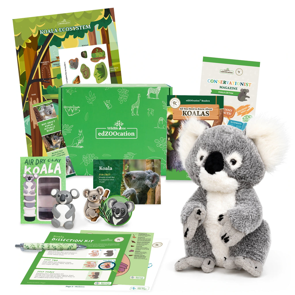 Koala Conservationist Box (Age 9-12)