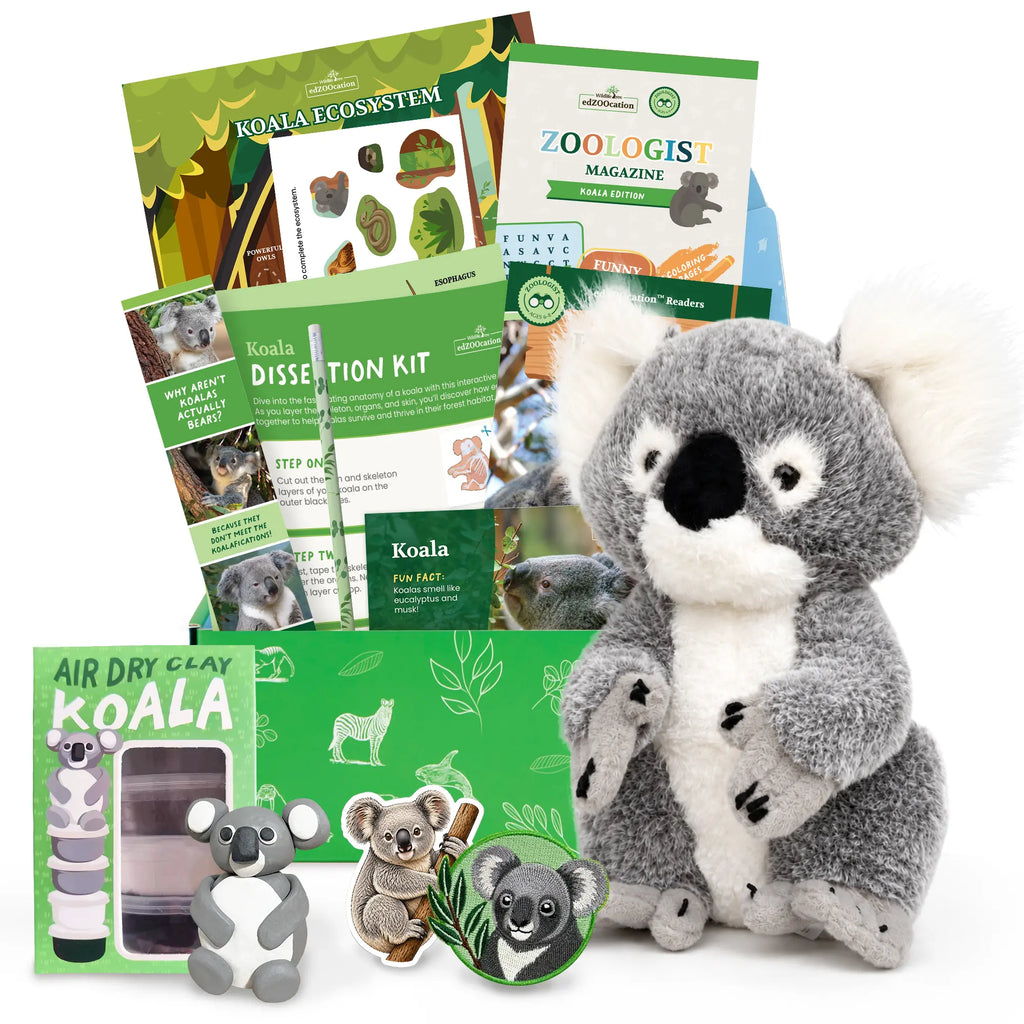 A koala-themed educational gift set featuring a plush gray and white koala toy, a green koala ecosystem poster, a zoologist magazine, a koala discussion kit, an air dry clay kit, and a koala sticker pack, all arranged on a white background.