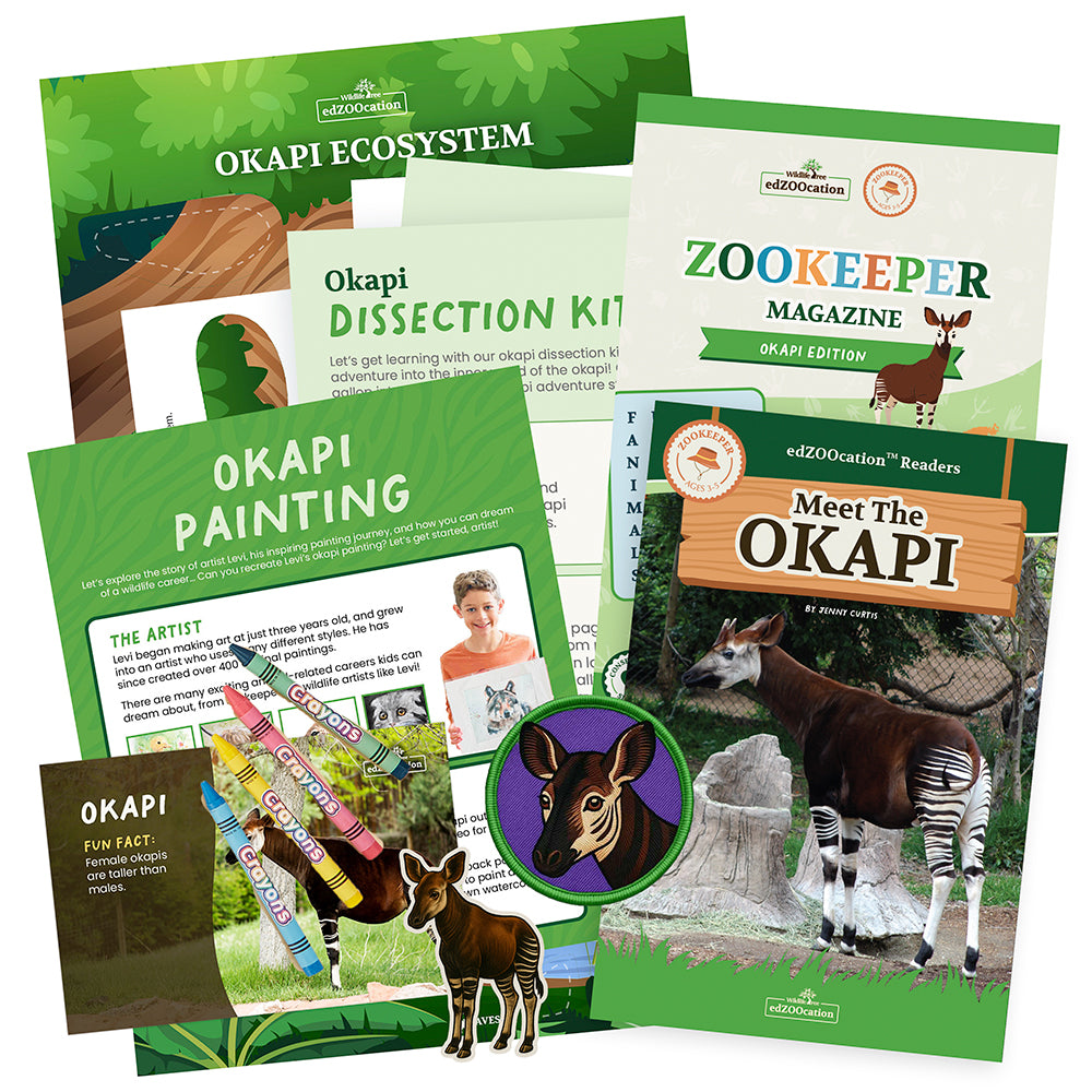 Educational materials about okapis including a magazine, dissection kit, and painting activity on a white background.