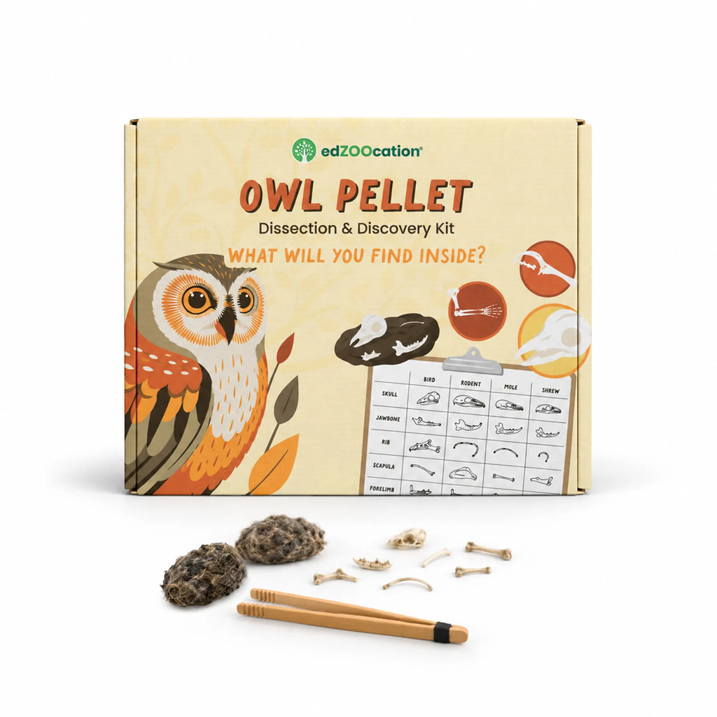 edZOOcation Owl Pellet Dissection & Discovery Kit box with two owl pellets, bones and bamboo tweezers