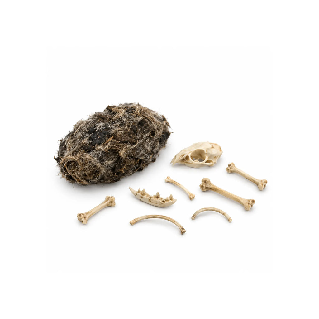 Owl pellet with small mammal skull, jawbone, ribs and leg bones found inside