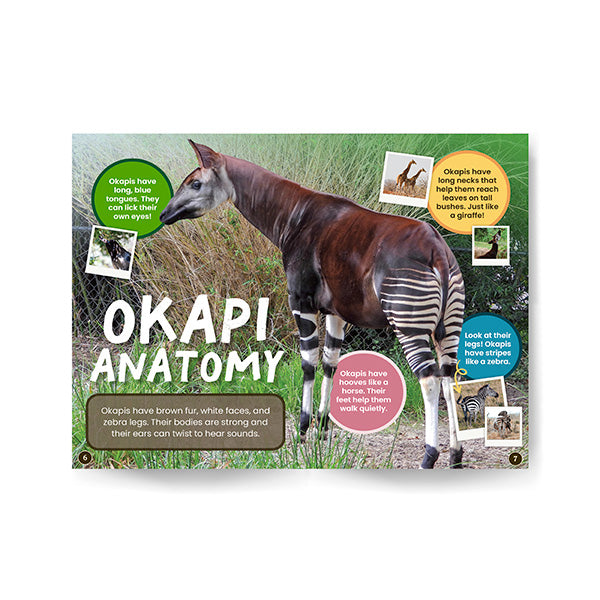 Book cover of 'Okapi Anatomy' with an illustration of an okapi on a green background.