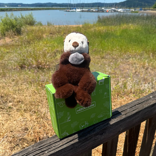 10" Sea Otter Stuffed Animal Plush