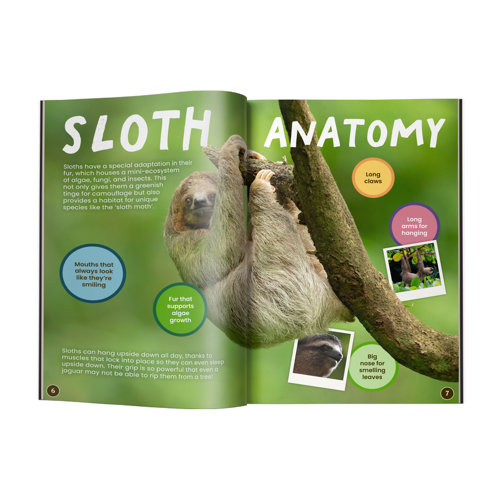 12” Plush + Conservationist Reader Book: Sloth (Ages 9–12)