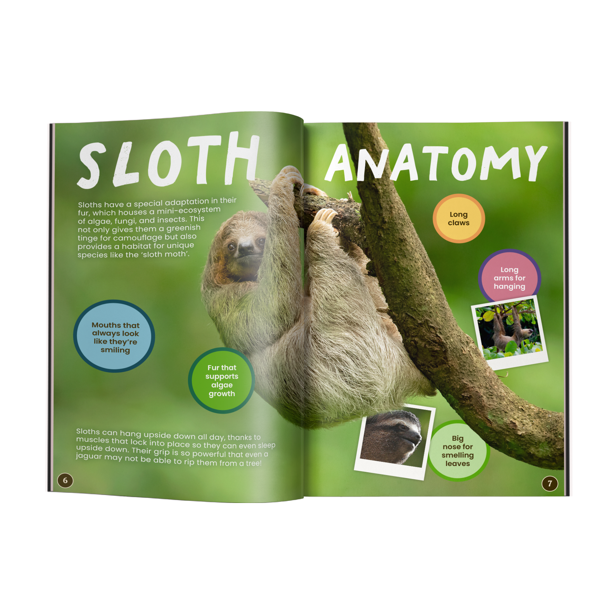 12” Plush + Conservationist Reader Book: Sloth (Ages 9–12)